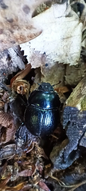 Anoplotrupes stercorosus - erdei álganéjtúró