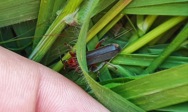 Cantharis livida - mezei lágybogár