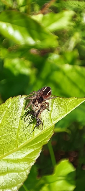 Araneae - Pókok