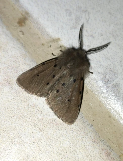 Diaphora mendica - felemás medvelepke