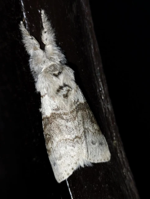 Calliteara pudibunda - hamvasszövő
