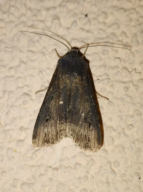 Agrotis ipsilon - nagy földibagoly