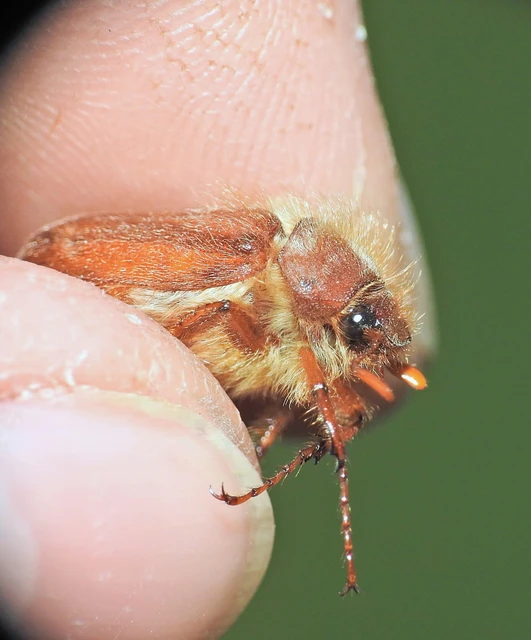 Holochelus vernus - tavaszi cserebogár