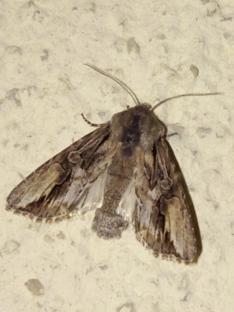 Egira conspicillaris - változékony szürkebagoly