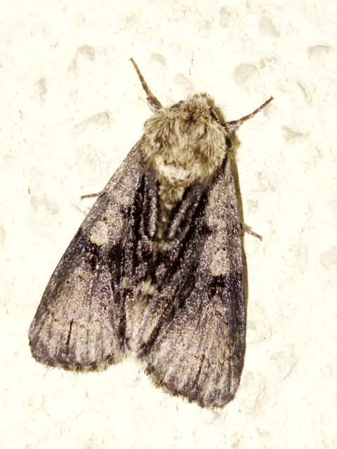 Acronicta alni - éger-szigonyosbagoly