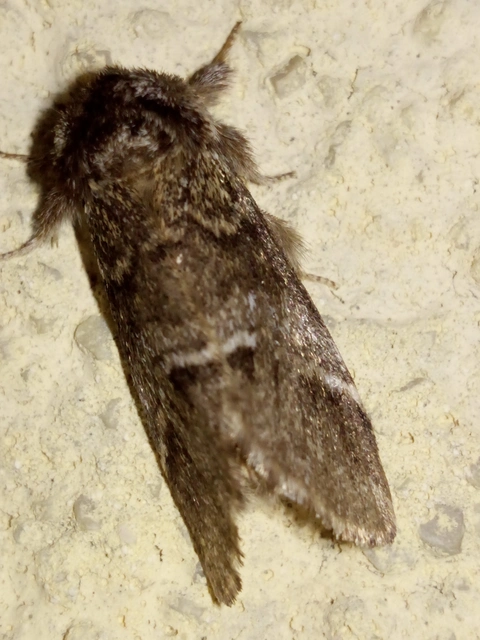 Drymonia dodonea - bélyeges púposszövő