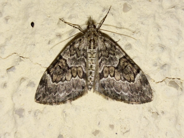 Thera variata/britannica
