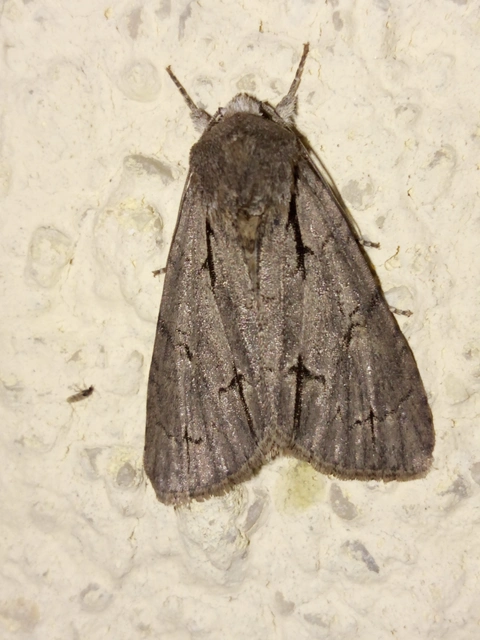 Acronicta cuspis/tridens/psi