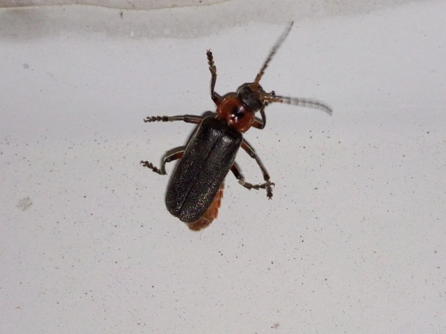 Cantharis rustica - suszterbogár