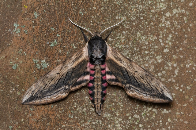 Sphinx ligustri - fagyalszender