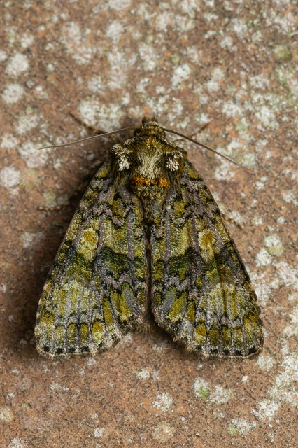 Craniophora ligustri - fagyalbagoly