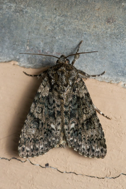 Acronicta rumicis - sóska-szigonyosbagoly