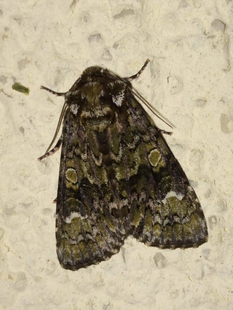 Craniophora ligustri - fagyalbagoly