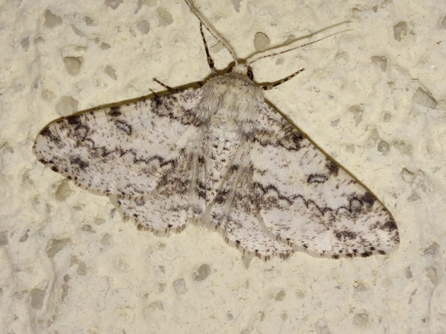 Ascotis selenaria - holdas faaraszoló