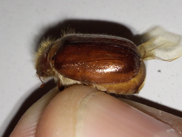 Holochelus vernus - tavaszi cserebogár