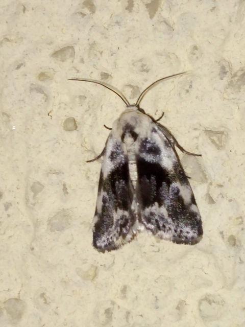 Ponometia candefacta - parlagfűbagoly