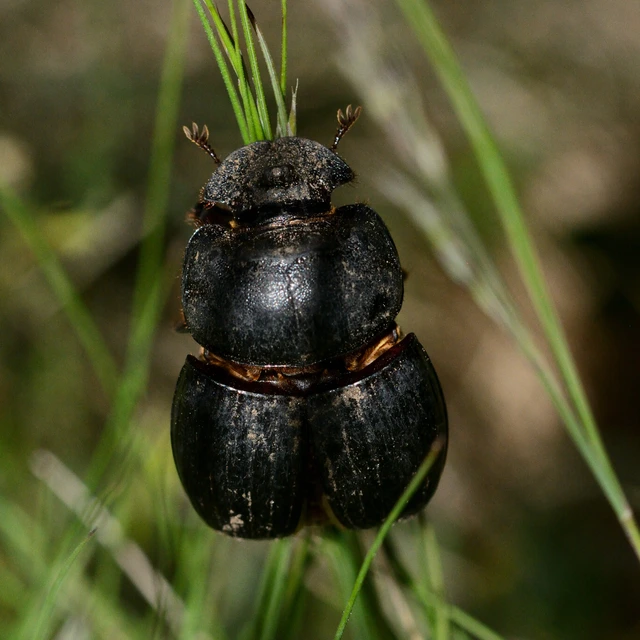 Copris lunaris - közönséges holdszarvú-ganéjtúró
