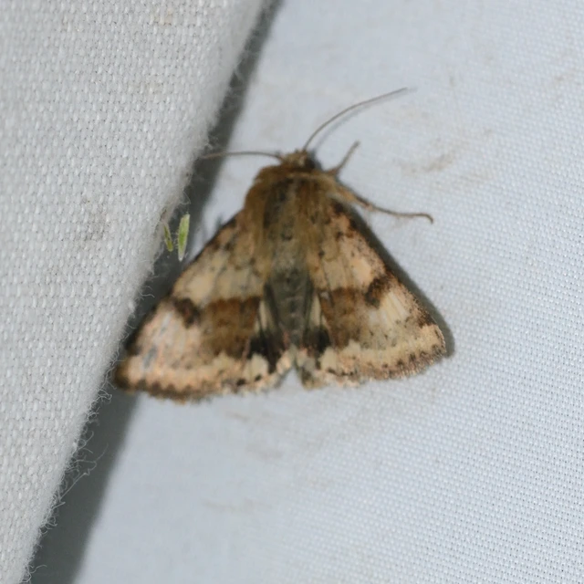 Heliothis viriplaca - mácsonyabagoly