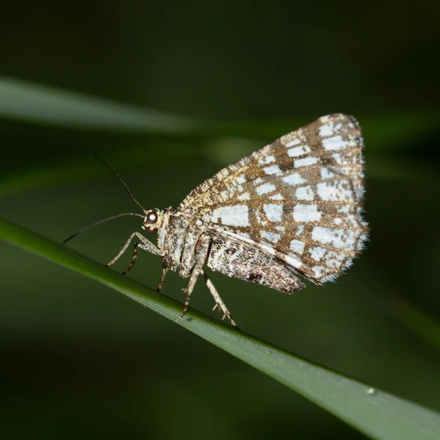 Chiasmia clathrata - rácsos rétiaraszoló