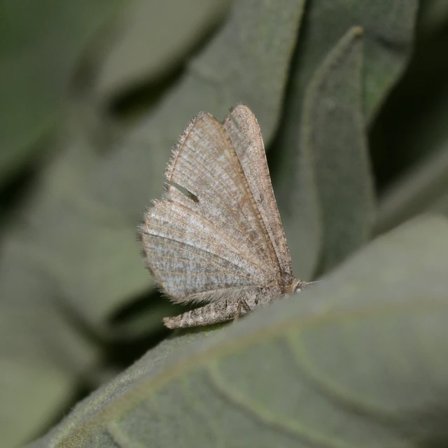 Tephrina murinaria - egérszínű araszoló