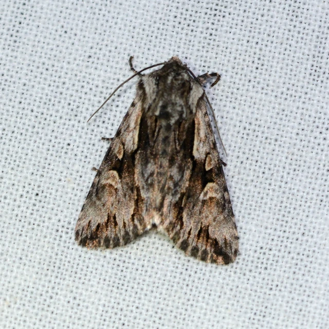 Chloantha hyperici - orbáncfű-sugarasbagoly