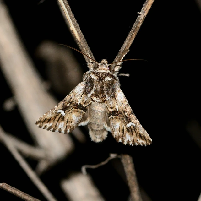 Calophasia lunula - gyújtoványfű-apróbagoly