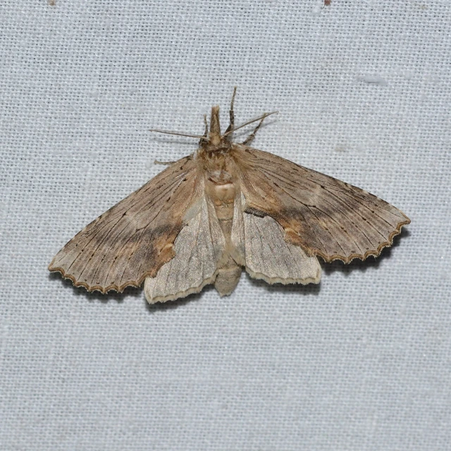 Pterostoma palpina - csőrös púposszövő
