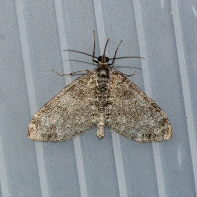 Lobophora halterata - szárnyfüggelékes araszoló