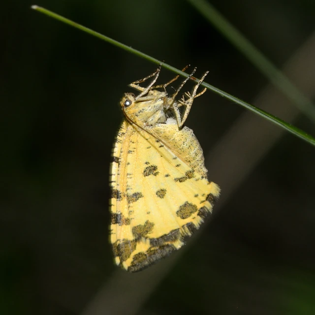 Pseudopanthera macularia - párducfoltos araszoló