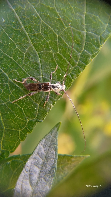 Molorchus minor - kis légycincér