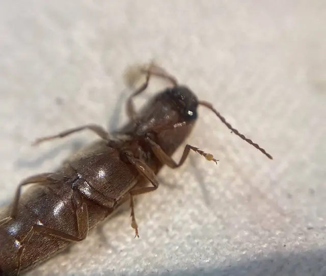 Synaptus filiformis - talpas pattanó