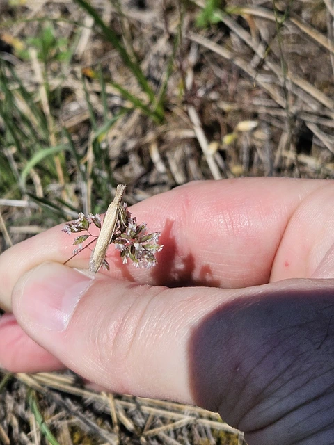 Pleurota marginella - barnasávos csíkosmoly