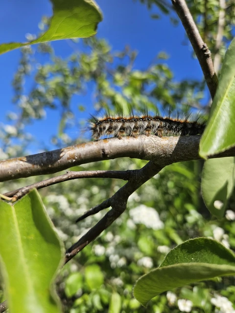 Eriogaster catax - sárga gyapjasszövő
