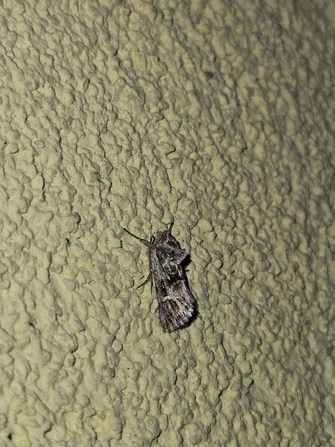 Calophasia lunula - gyújtoványfű-apróbagoly