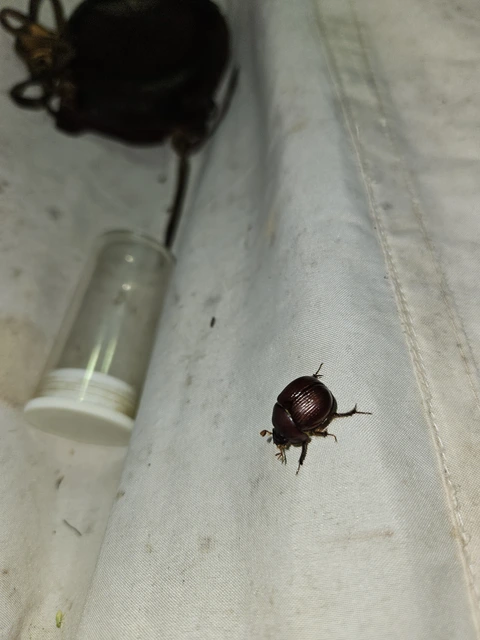 Bolbelasmus unicornis - szarvas álganéjtúró