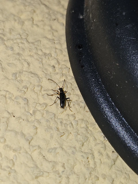 Grammoptera ruficornis - gyűrűscsápú galagonyacincér Grammoptera ruficornis - gyűrűscsápú galagonyacincér