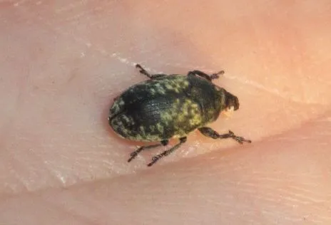 Larinus obtusus - imola-púderbarkó