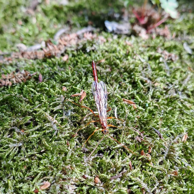 Hymenoptera - Hártyásszárnyúak