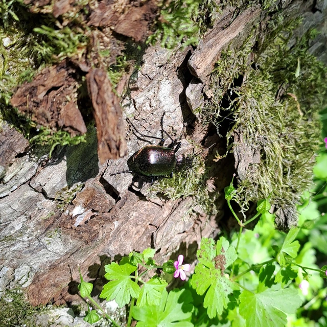 Calosoma inquisitor - kis bábrabló