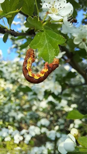 Erannis defoliaria - nagy téliaraszoló