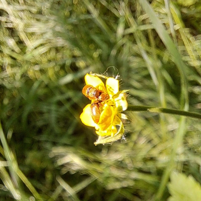 Byturus ochraceus - gyömbérgyökérbogár