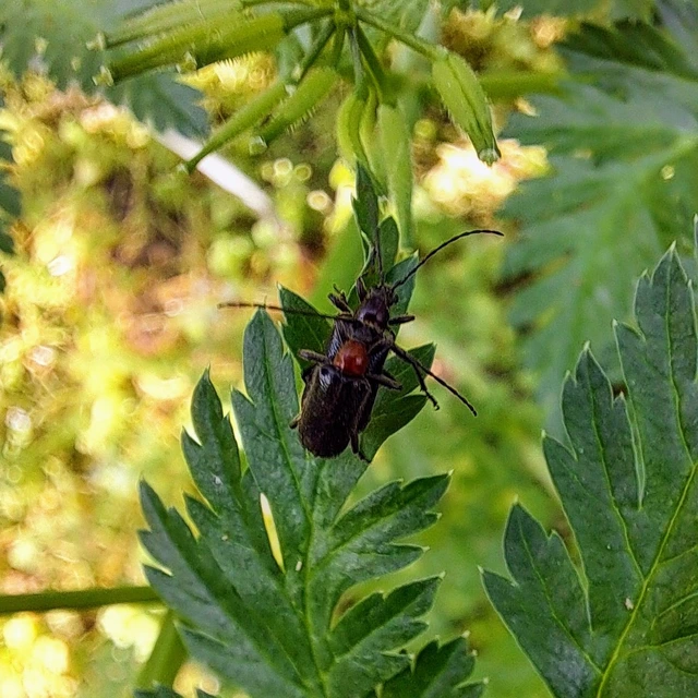 Dinoptera collaris - vörösnyakú virágcincér