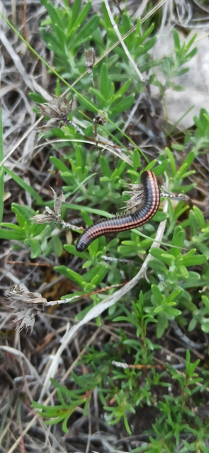 Diplopoda - Ikerszelvényesek