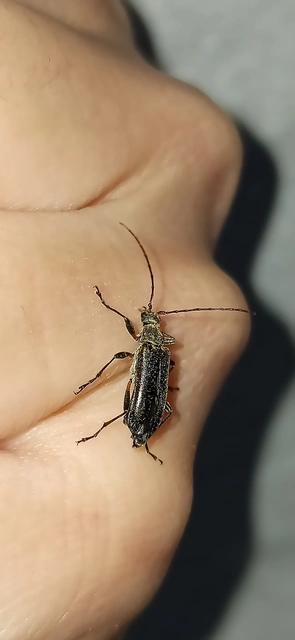 Grammoptera ruficornis - gyűrűscsápú galagonyacincér Grammoptera ruficornis - gyűrűscsápú galagonyacincér
