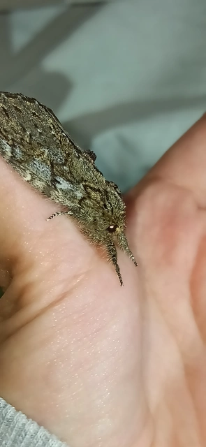Peridea anceps - füstös púposszövő