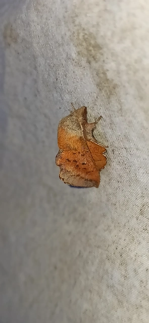 Phyllodesma tremulifolia - nyárlevélpohók