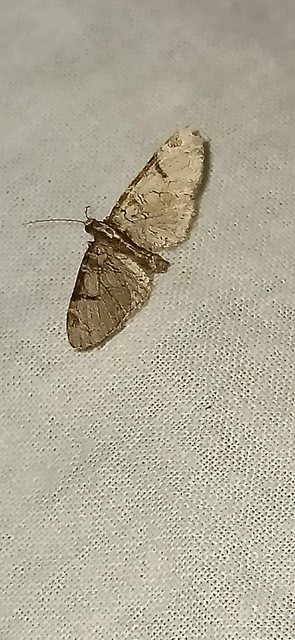 Eupithecia insigniata - hálózatos törpearaszoló