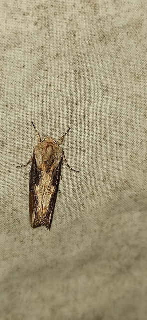 Egira conspicillaris - változékony szürkebagoly