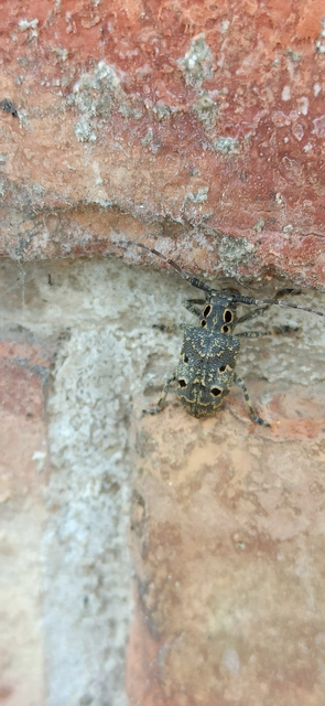 Mesosa curculionoides - szemfoltos cincér Mesosa curculionoides - szemfoltos cincér