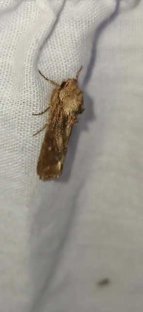 Egira conspicillaris - változékony szürkebagoly